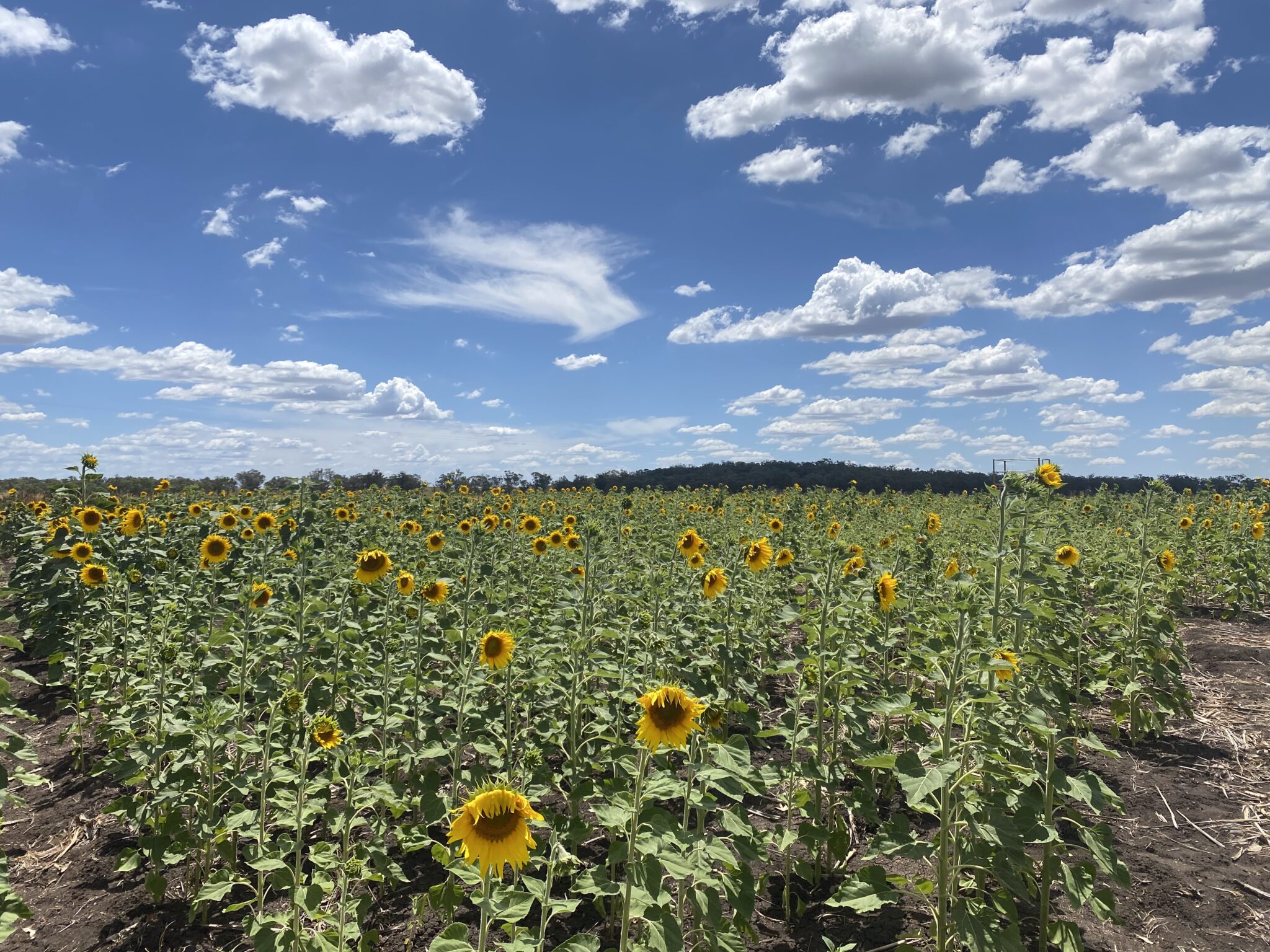 Placeholder regional field image
